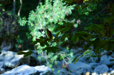 Close-up of leaves on tree trunk