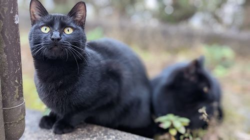 Close-up of black cat