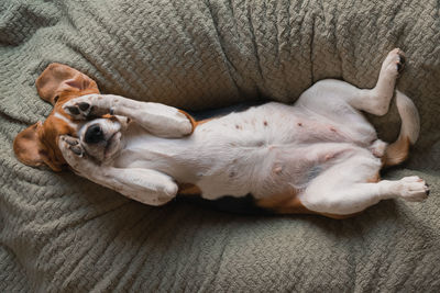 High angle view of dog sleeping on sofa