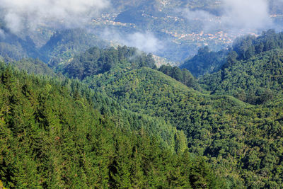 High angle view of pine trees in forest