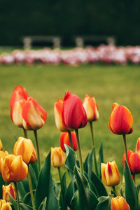 Close-up of red tulips in field