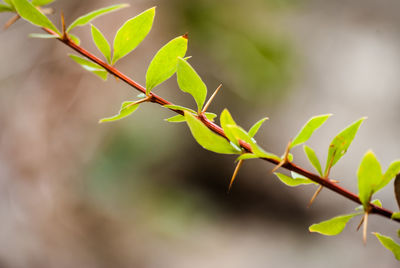 Close-up of plant