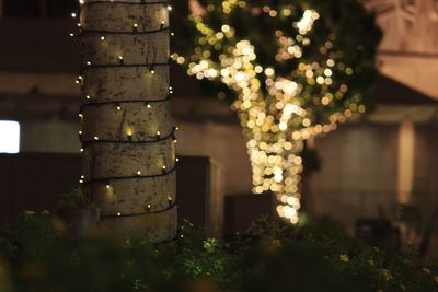 Close-up of christmas tree