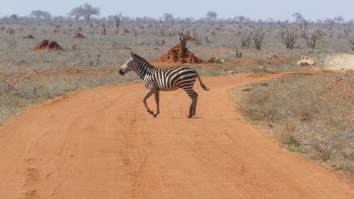 Zebra standing on dirt road