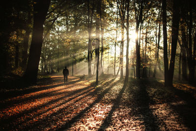 Trees in forest during autumn