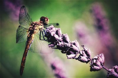 Close-up of dragonfly on plant