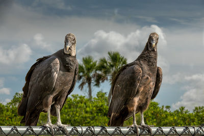 Two vultures in alaska 