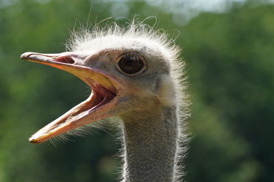 Close-up of a bird looking away