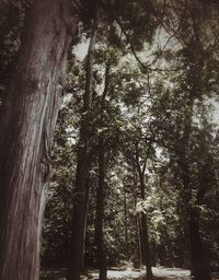 Low angle view of trees