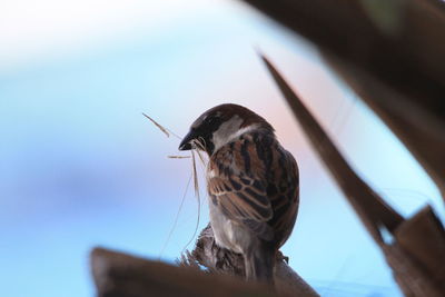 Low angle view of bird perching on tree