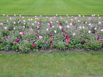 Fresh flowers in grass