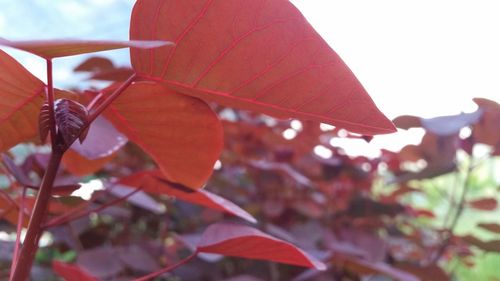 Low angle view of red leaves against sky