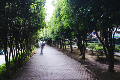 Footpath amidst trees