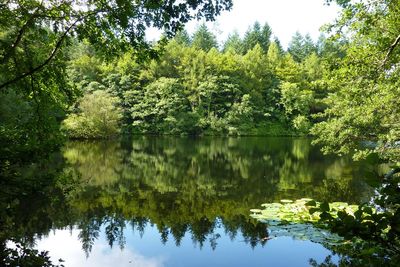 Reflection of trees in lake against sky