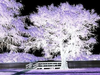 View of trees at night