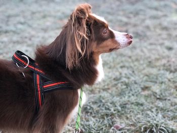 Close-up of dog looking away