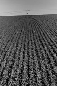 Surface level of agricultural field against sky