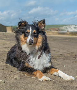 Close-up portrait of dog against sky