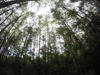 Low angle view of bamboo trees in forest