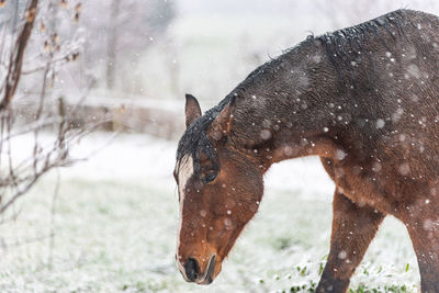 View of horse on snowy field