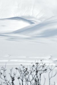 Close-up of snow on tree against sky