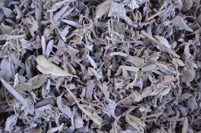 High angle view of a dried medicinal winter sage plant