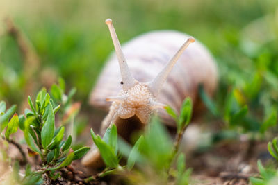 Close-up of small flower on field