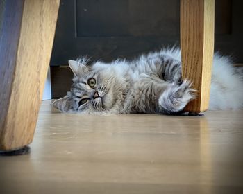 Portrait of cat resting on hardwood floor 