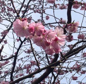 Low angle view of cherry blossom tree