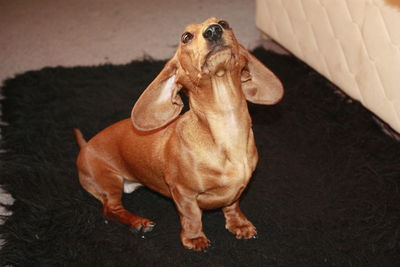 High angle view of dog looking at home