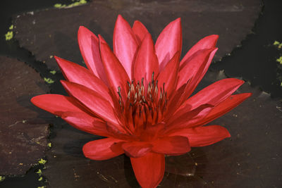 Close-up of pink flower