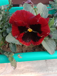High angle view of red flowering plant