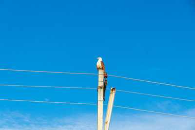 Low angle view of pole against blue sky