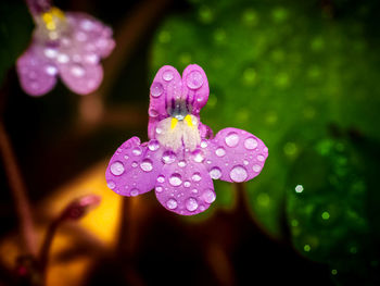 Close-up of water drops on pink rose