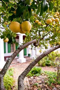 Close-up of fruits on tree