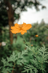 Close-up of orange cosmos flower