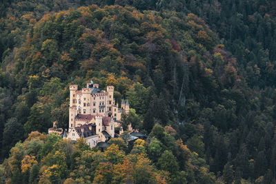 High angle view of trees and plants in forest