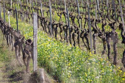 View of sheep on land
