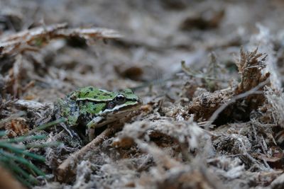 Close-up of frog on land