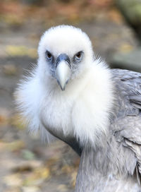 Close-up portrait of owl