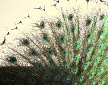 Close-up of peacock feather