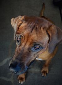 Close-up of dog looking away