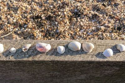 High angle view of shells on beach