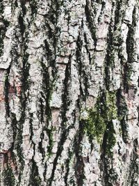 Low angle view of trees