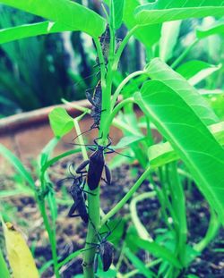 Close-up of insect on plant