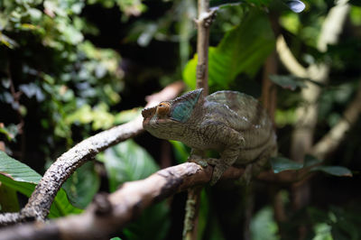 Close-up of a bird on branch