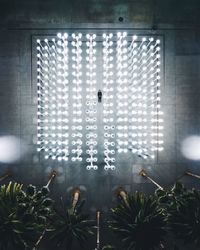 View of potted plants on wall