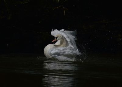 Close-up of swan swimming in lake