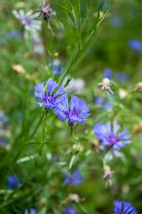 Close-up of purple flowering plant