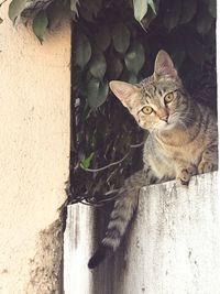 Portrait of a cat